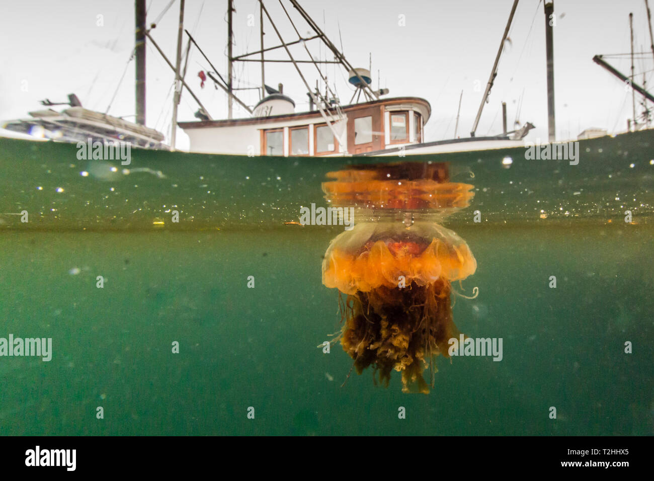 Lion's mane medusas, Cyanea en capillata, es la mayor especie conocida de medusas. Petersburgo, sureste de Alaska, Estados Unidos de América Foto de stock