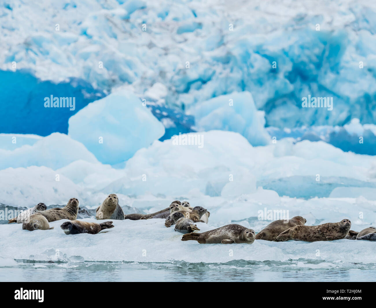 Adultos, Phoca vitulina focas, asentado sobre el hielo en South Sawyer Glaciar, Tracy Arm, Alaska, Estados Unidos de América Foto de stock