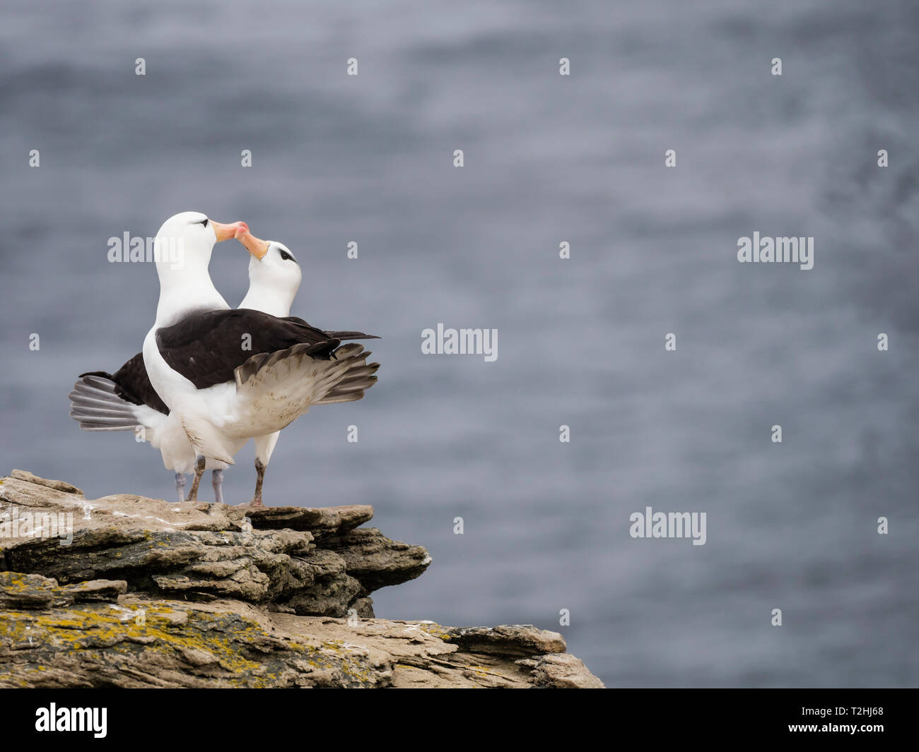 De albatros de ceja negra Thalassarche melanophris, noviazgo, visualización en New Island, Islas Malvinas, Atlántico Sur Foto de stock