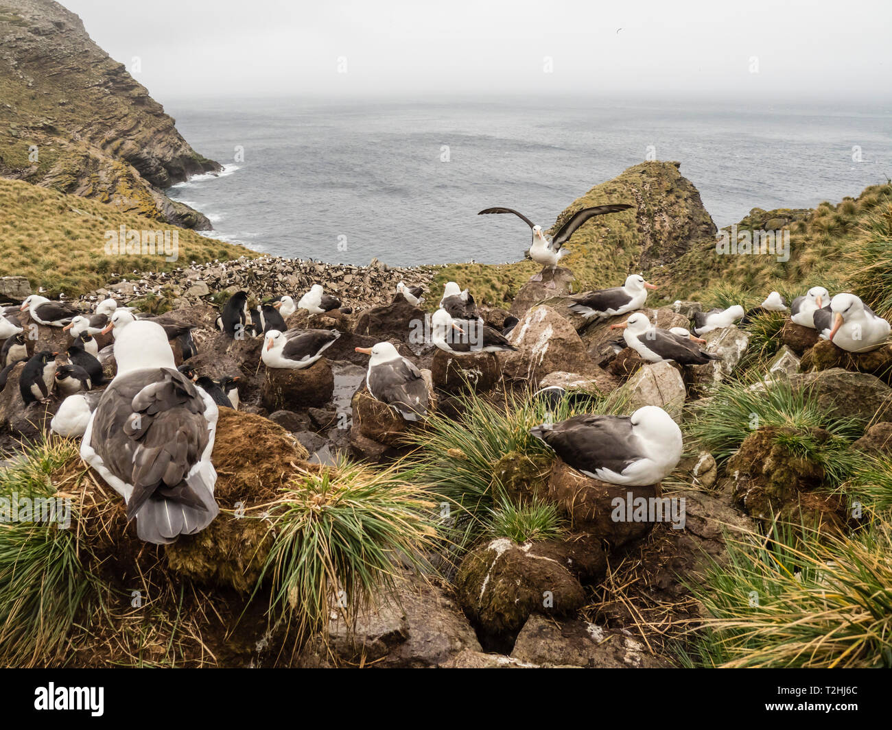 El albatros de ceja negra Thalassarche melanophris, en colonia reproductora en West Point, Islas Malvinas, Islas del Atlántico Sur Foto de stock