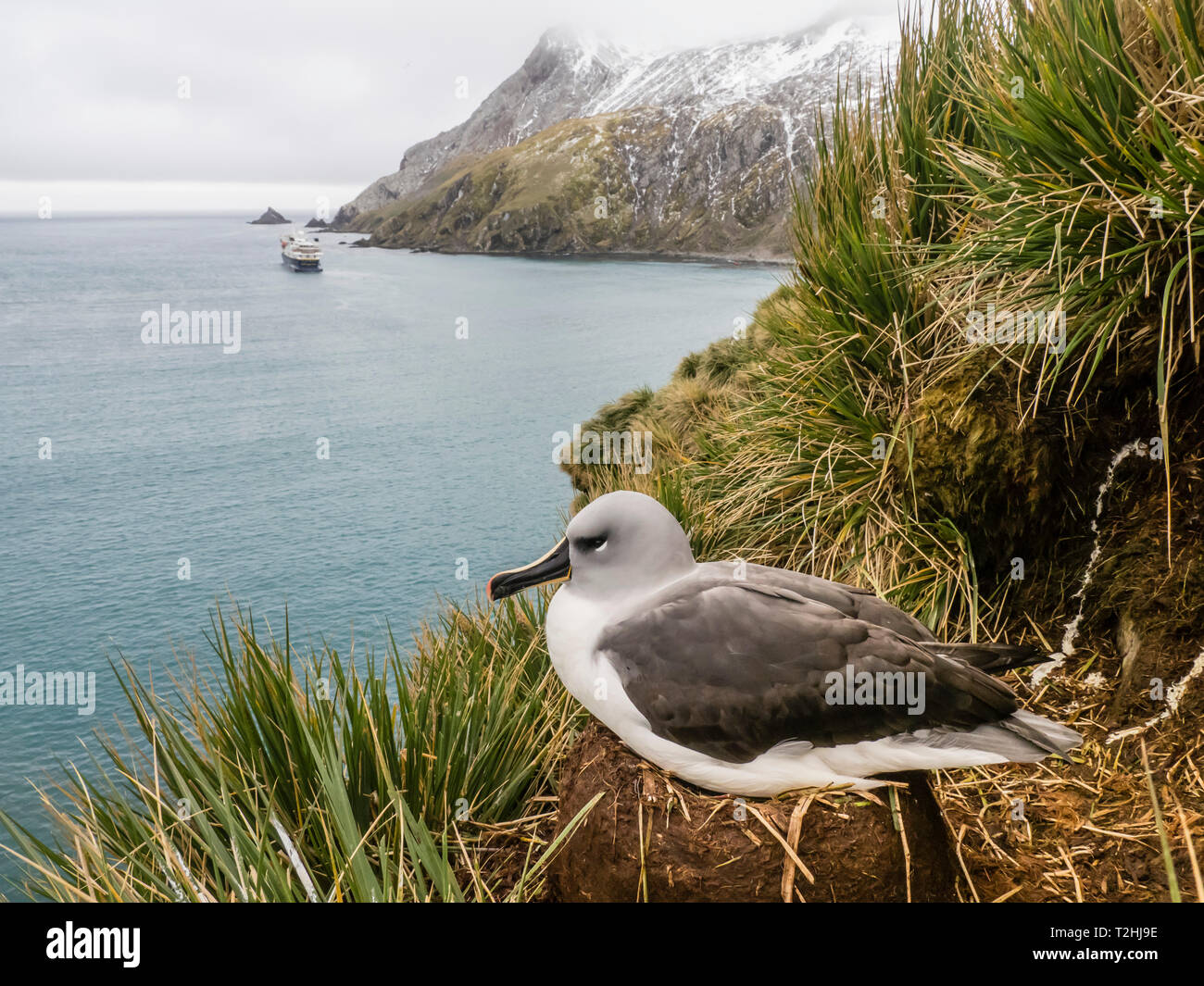 En adultos, el albatros de cabeza gris Thalassarche chrysostoma cespitosas, anidan en el pasto en Elsehul, Isla Georgia del Sur, el Océano Atlántico Foto de stock