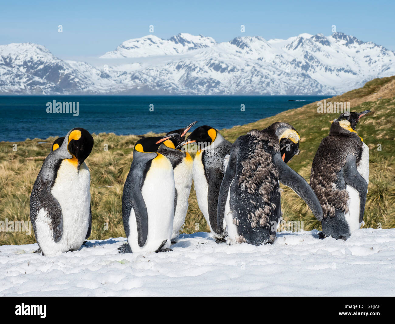 La muda de adulto, Pingüinos rey aptenodytes patagonicus, en la nieve en Grytviken, Isla Georgia del Sur, el Océano Atlántico Foto de stock