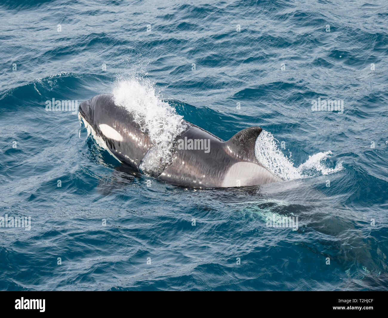 Escriba un adulto femenino orcas, Orcinus orca, surgiendo cerca de Puerto Stromness, Isla Georgia del Sur, el Océano Atlántico Foto de stock