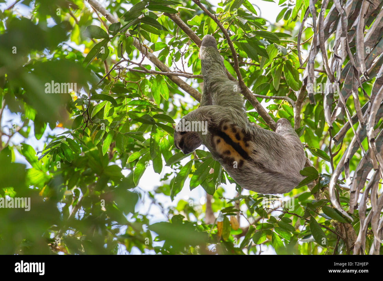 Un macho adulto de color marrón-throated perezoso, Bradypus variegatus, en el Parque Nacional Manuel Antonio, Costa Rica, Centroamérica Foto de stock