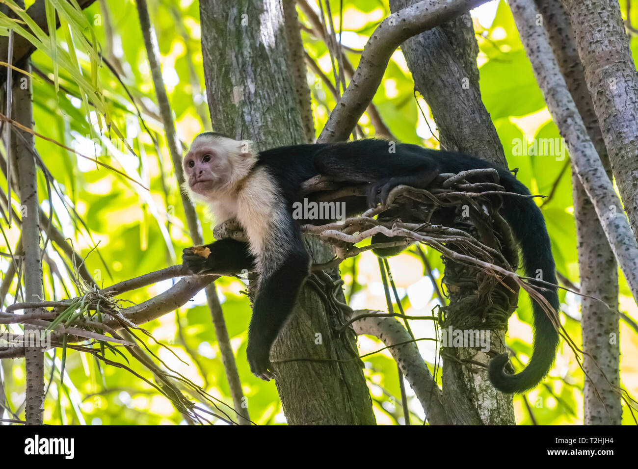 Un capuchino cara blanca panameña, Cebus imitador, en el Parque Nacional Manuel Antonio, Costa Rica, Centroamérica Foto de stock