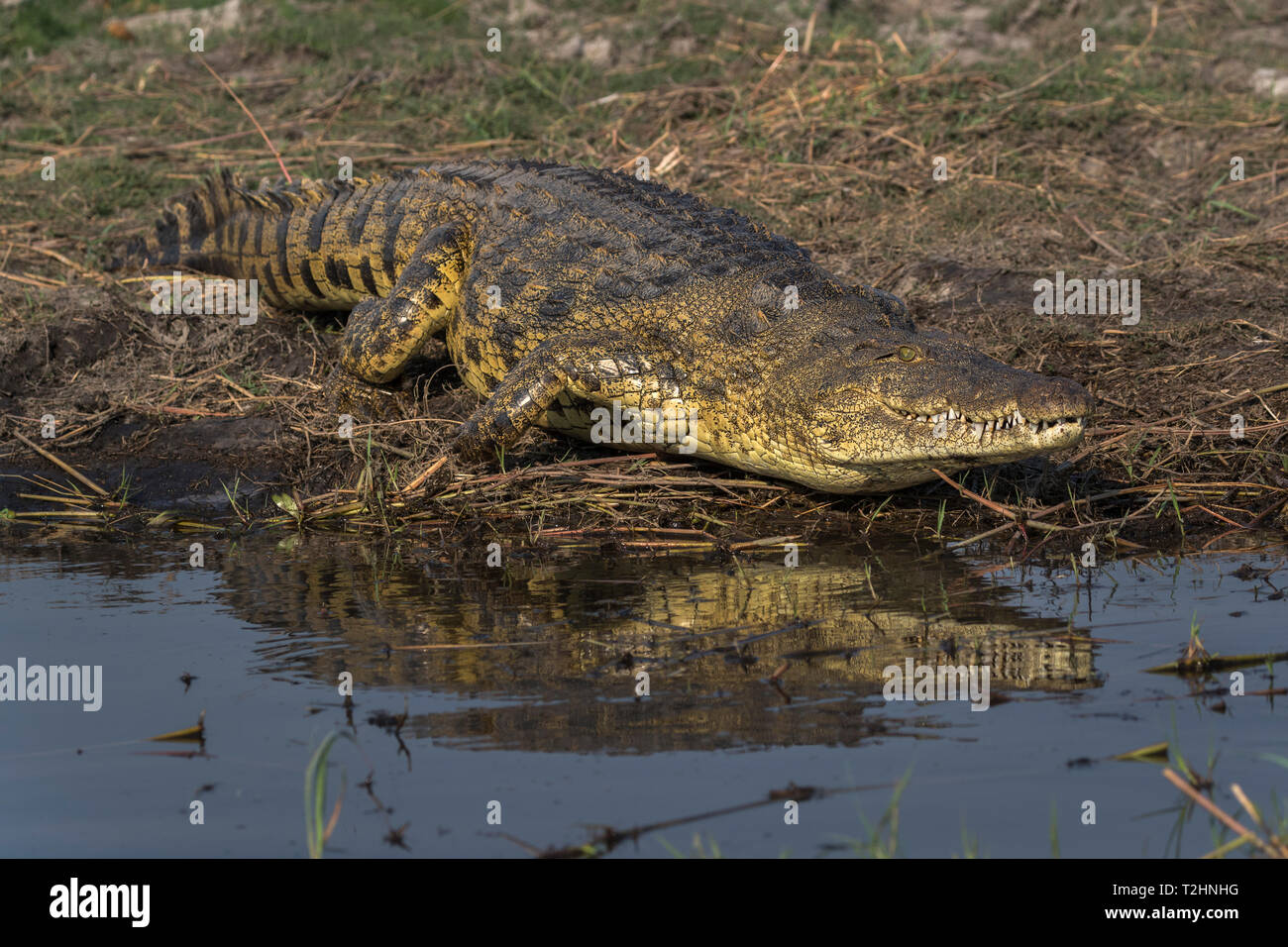 El cocodrilo del Nilo, Crocodylus niloticus, río Chobe, Botswana, África austral Foto de stock