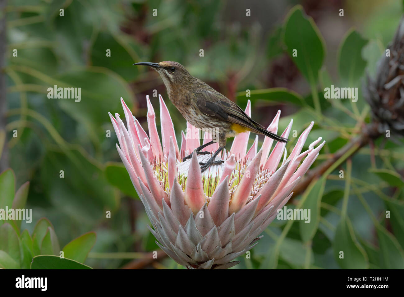 Cape sugarbird, Promerops cafer, en la king protea, Kirstenbosch Jardín Botánico Nacional, Ciudad del Cabo, Sudáfrica Foto de stock