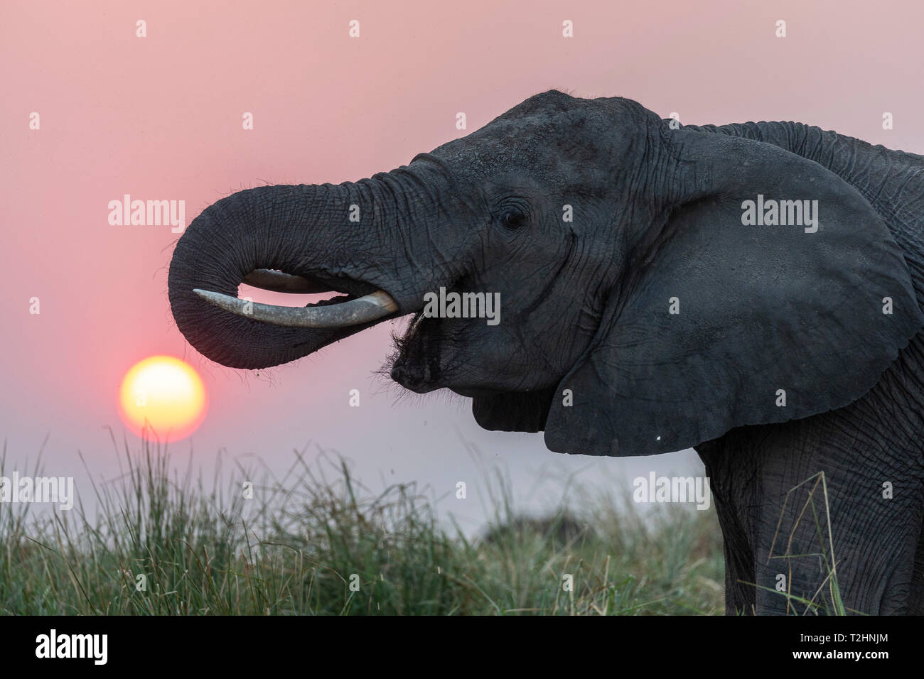 El elefante africano, Loxodonta africana, al atardecer, el río Chobe, Botswana, África del Sur, agosto de 2018 Foto de stock