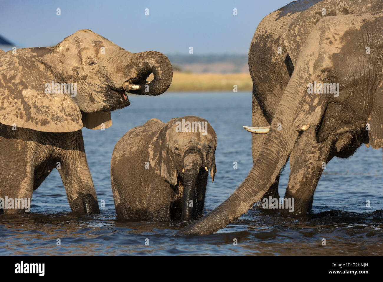 El elefante africano, Loxodonta africana, beber, río Chobe, Botswana, África austral Foto de stock