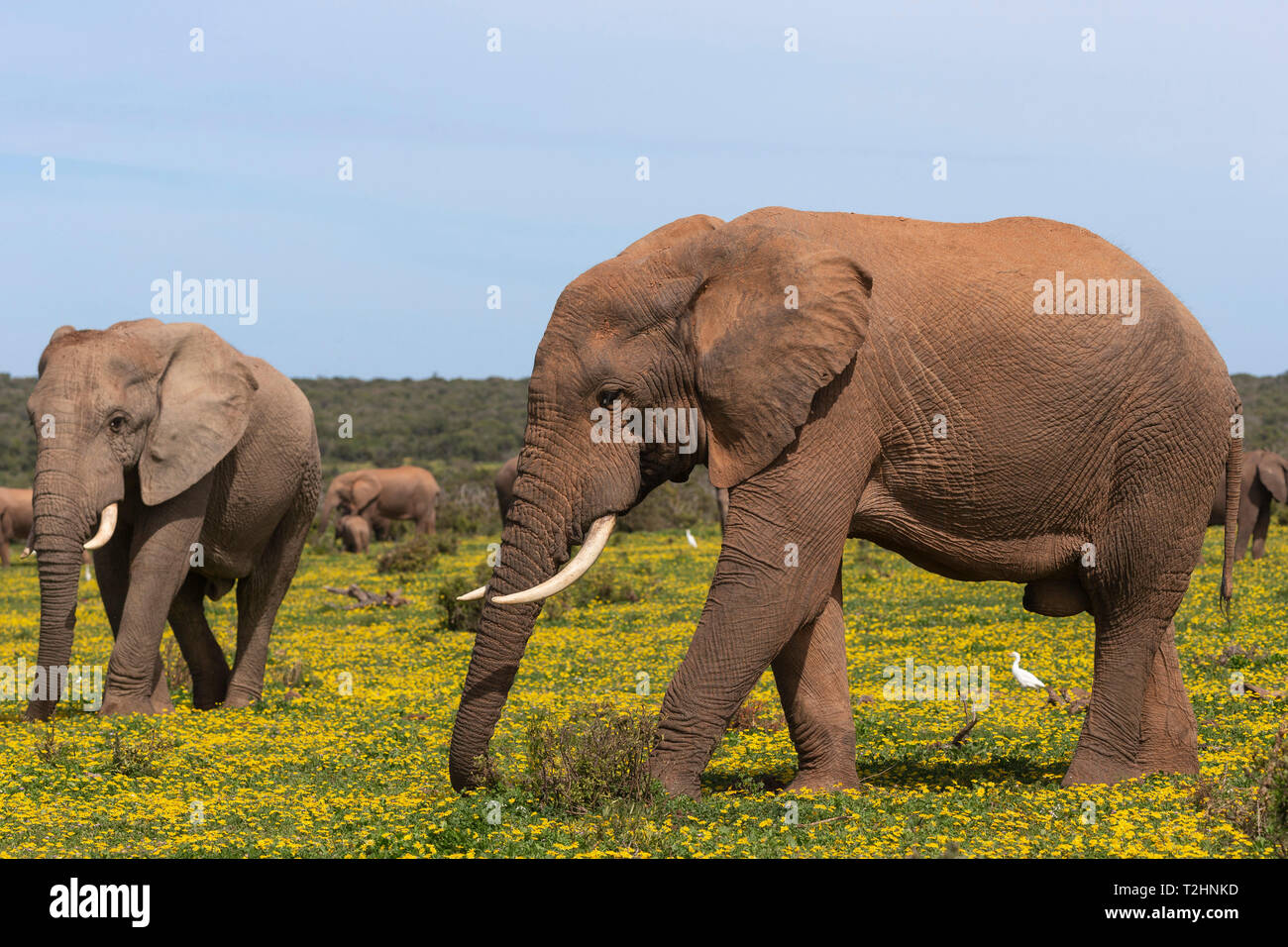 El elefante africano, Loxodonta africana, en las flores de la primavera, el Parque Nacional de Elefantes Addo, Eastern Cape, Sudáfrica Foto de stock