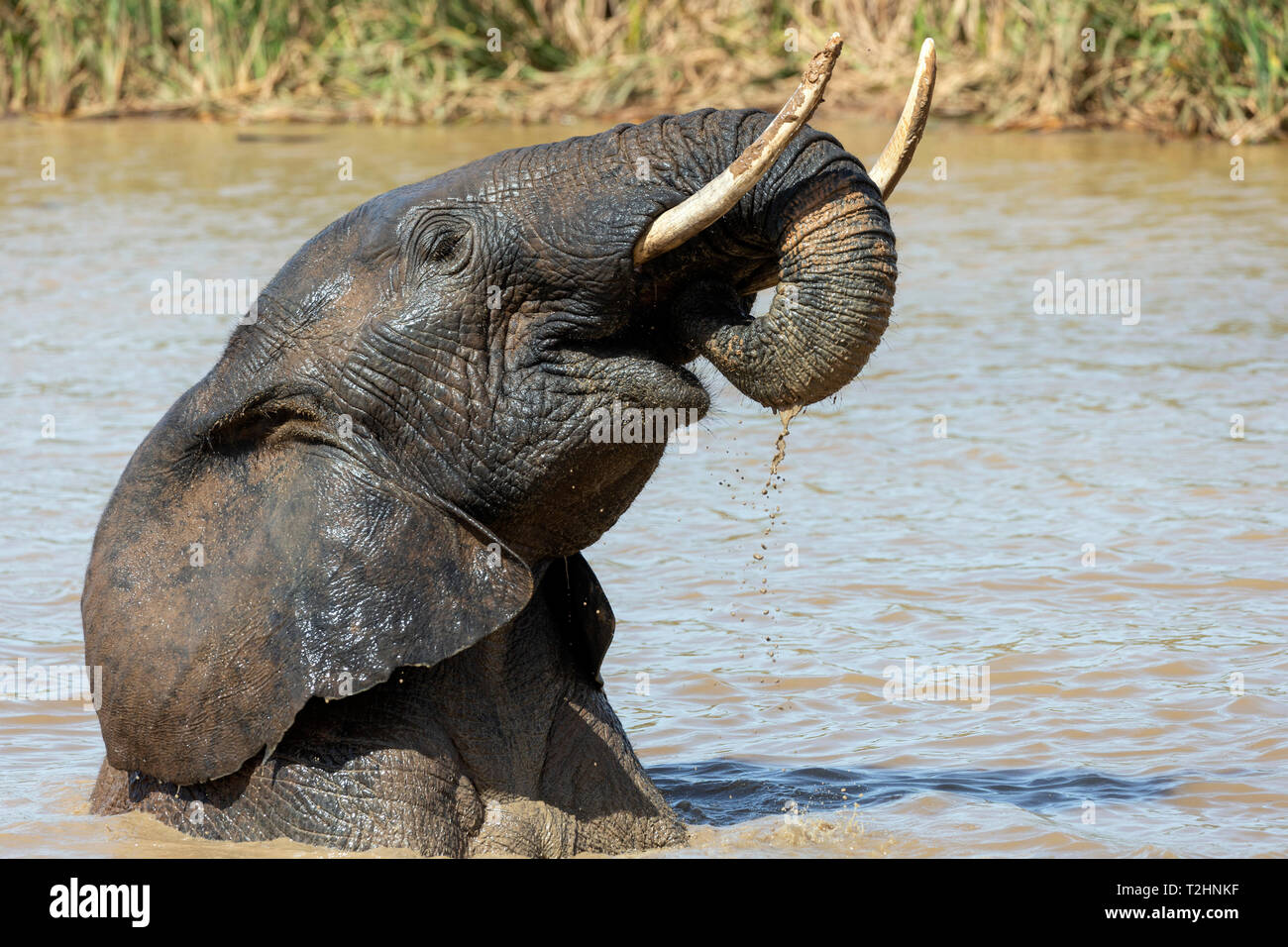 El elefante africano, Loxodonta africana, bañarse, Parque Nacional de Elefantes Addo, Eastern Cape, Sudáfrica Foto de stock