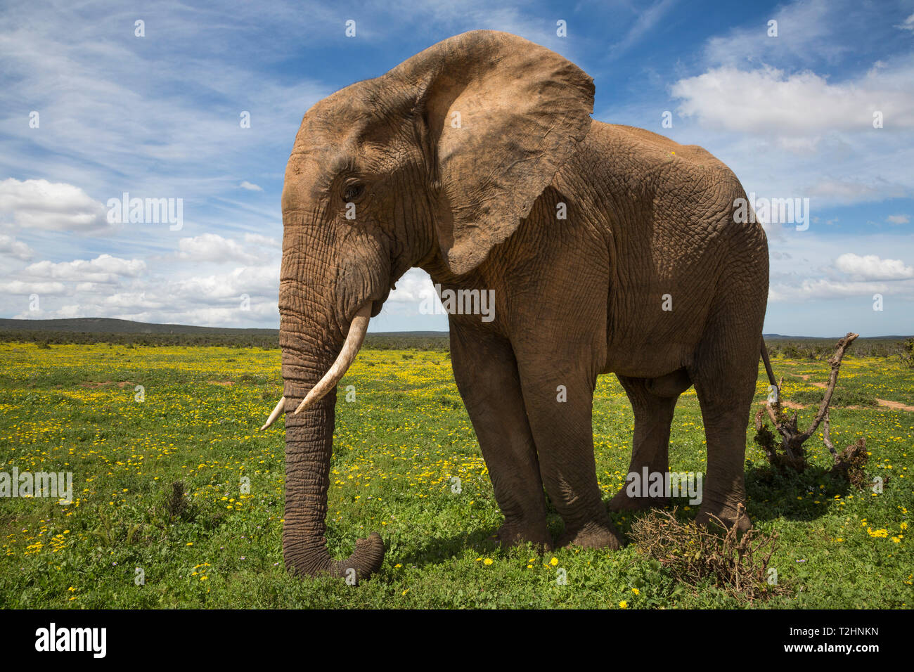 El elefante africano, Loxodonta africana, en las flores de la primavera, el Parque Nacional de Elefantes Addo, Eastern Cape, Sudáfrica Foto de stock