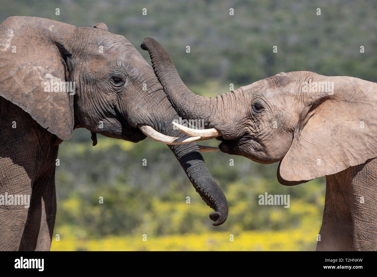 El elefante africano, Loxodonta africana, Parque Nacional de Elefantes Addo, Eastern Cape, Sudáfrica Foto de stock
