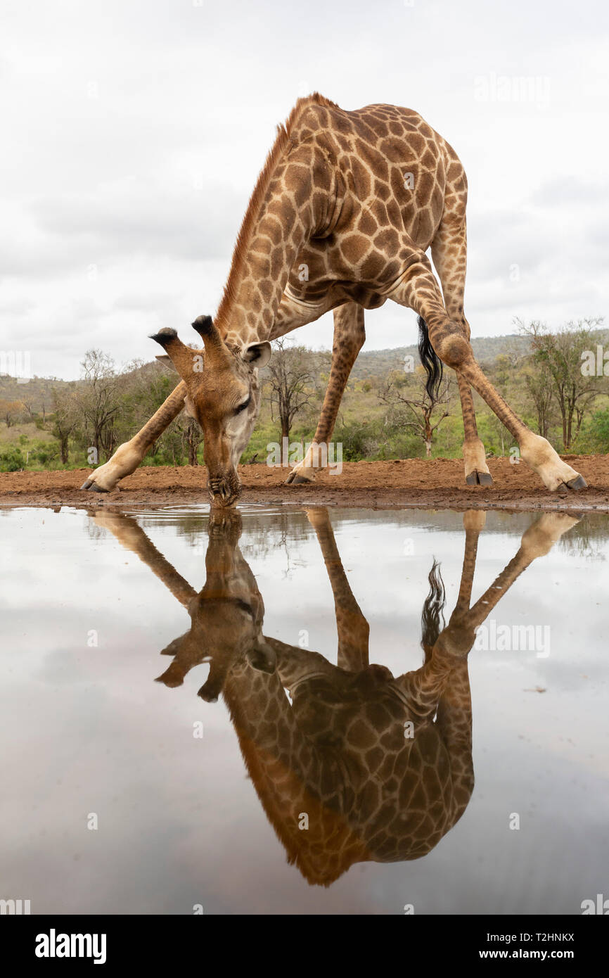 Jirafas, Giraffa camelopardalis, beber Zimanga Private Game Reserve, KwaZulu-Natal, Sudáfrica Foto de stock