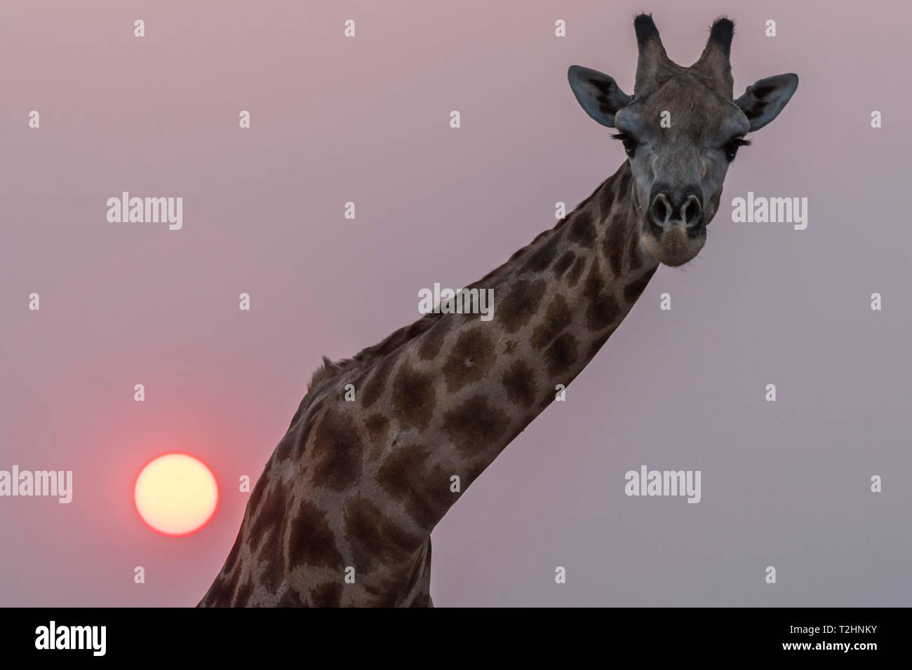 Jirafas, Giraffa camelopardalis, al atardecer, el Parque Nacional Chobe, Botswana, África austral Foto de stock