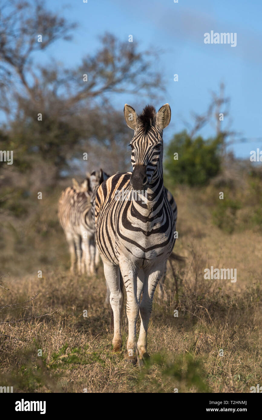 Llanuras, zebra Equus quagga, iMfolozi Game Reserve, KwaZulu-Natal, Sudáfrica Foto de stock