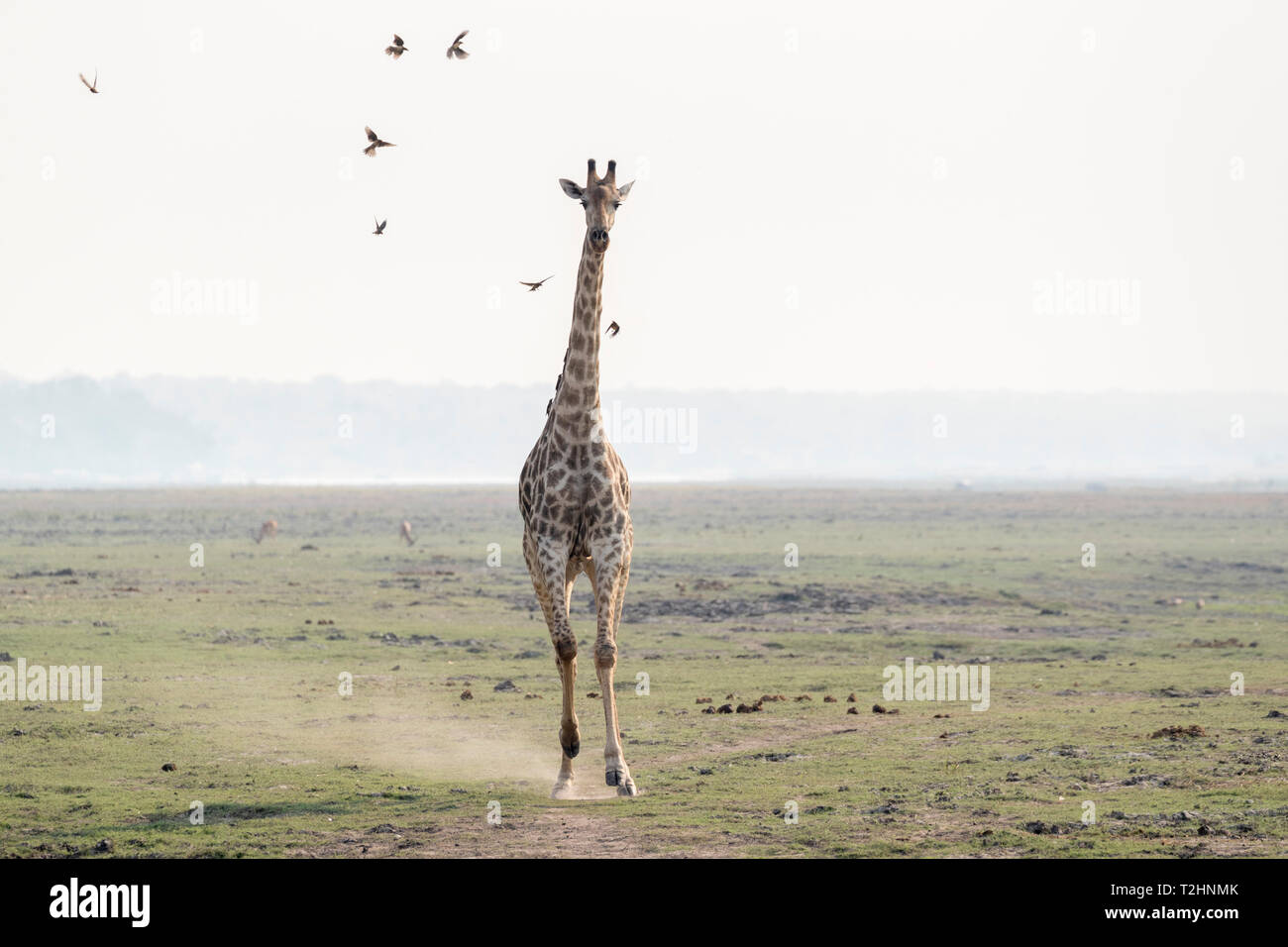 Jirafas, Giraffa camelopardalis, girando, el Parque Nacional Chobe, Botswana, África austral Foto de stock