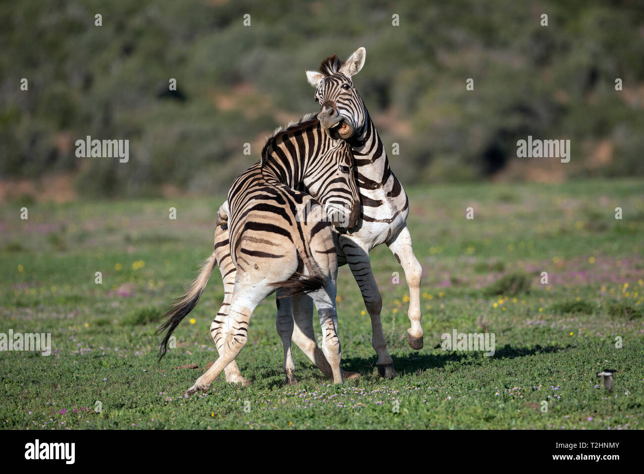 Llanuras, zebra Equus quagga, combates, Parque Nacional de Elefantes Addo, Eastern Cape, Sudáfrica Foto de stock