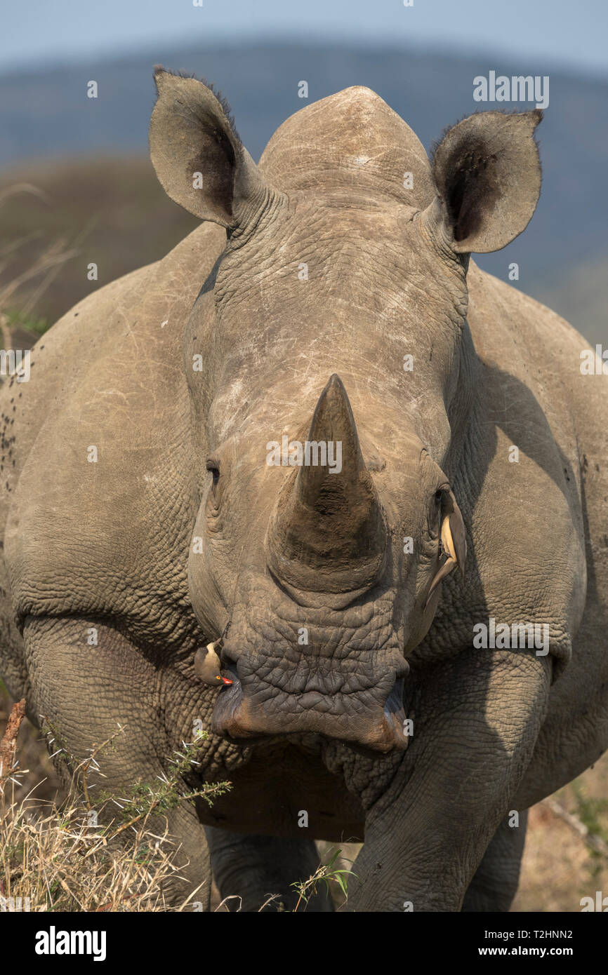 White Rhino, Ceratotherium simum, con redbilled oxpeckers, iMfolozi Game Reserve, KwaZulu-Natal, Sudáfrica Foto de stock