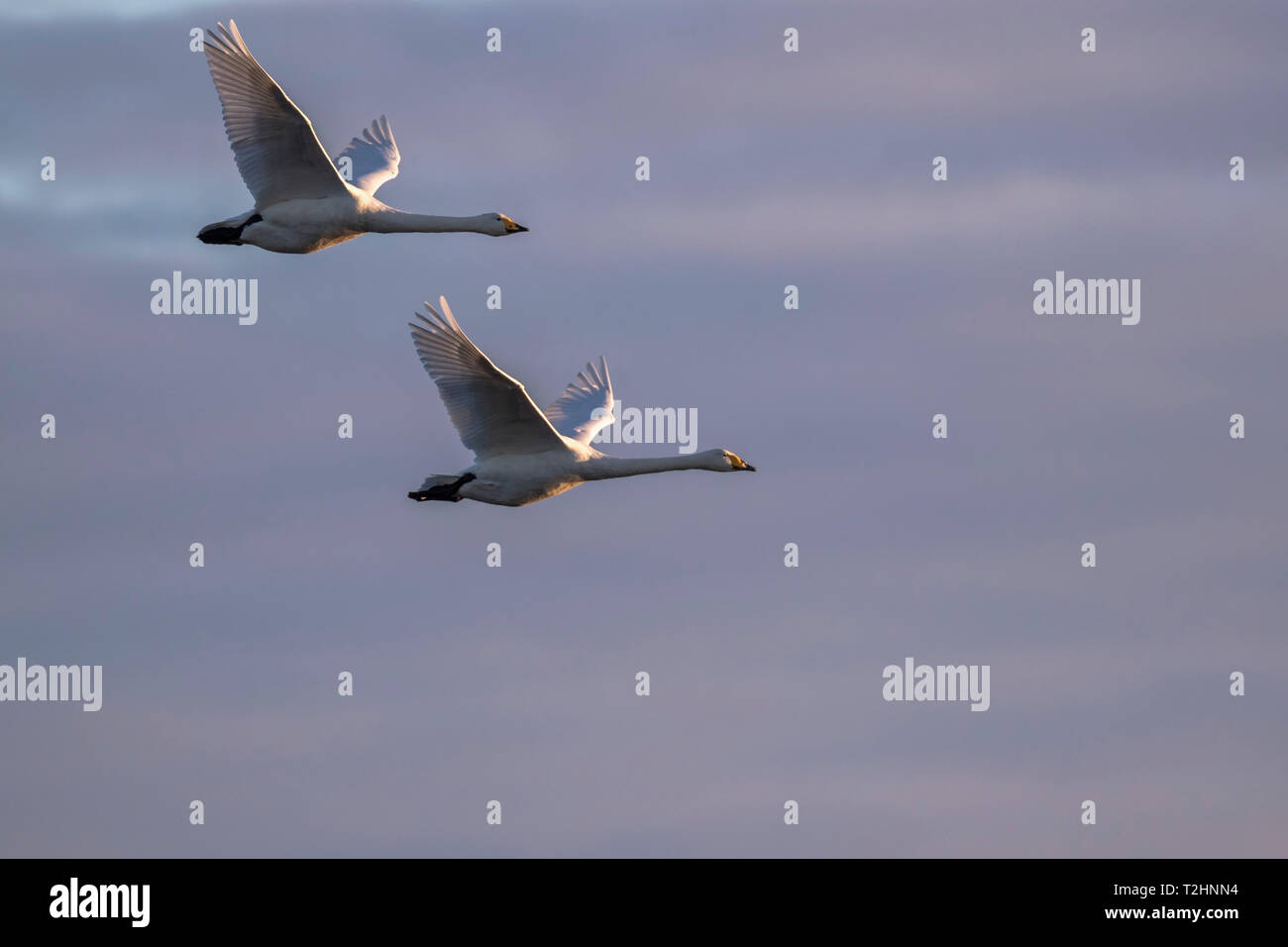 Cisnes cantores, Cygnus cygnus, en vuelo, WWT Caerlaverock reserva, Dumfries y Galloway, Escocia, Reino Unido, Europa Foto de stock