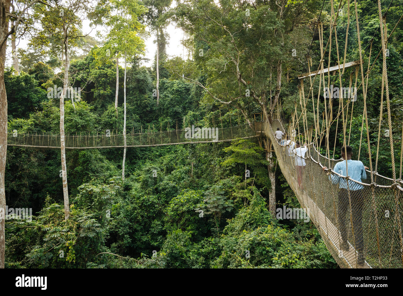 La pasarela del dosel a través de selva tropical en el parque nacional de Kakum, Ghana, África Foto de stock