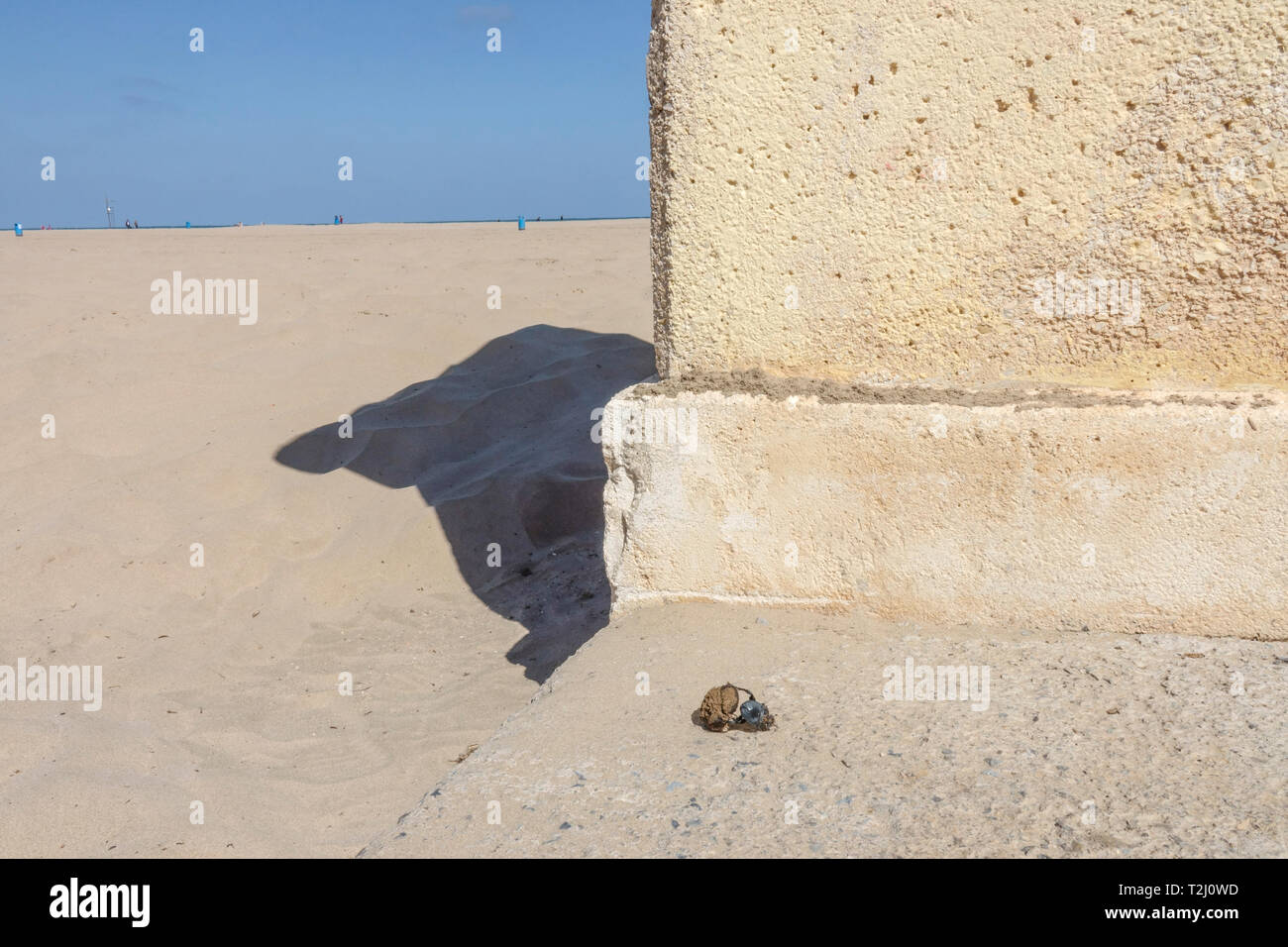 La playa de Valencia escarabajo bola rodante de escarabajos del estiércol en la playa de La Malvarrosa España Foto de stock