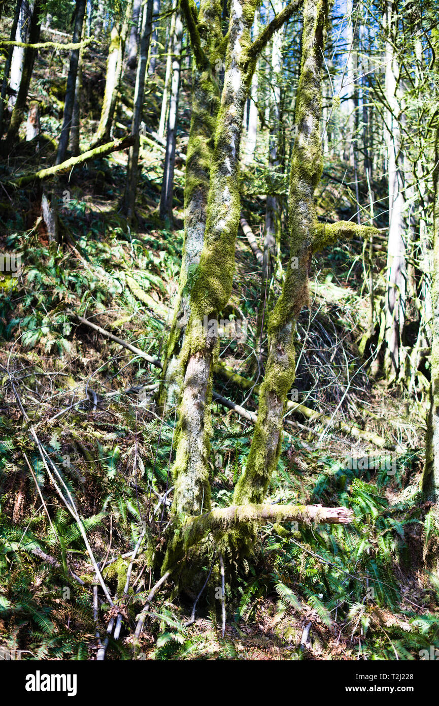 Mossy árboles son un espectáculo común en las Selvas Tropicales de la costa de Columbia Británica montañas Foto de stock