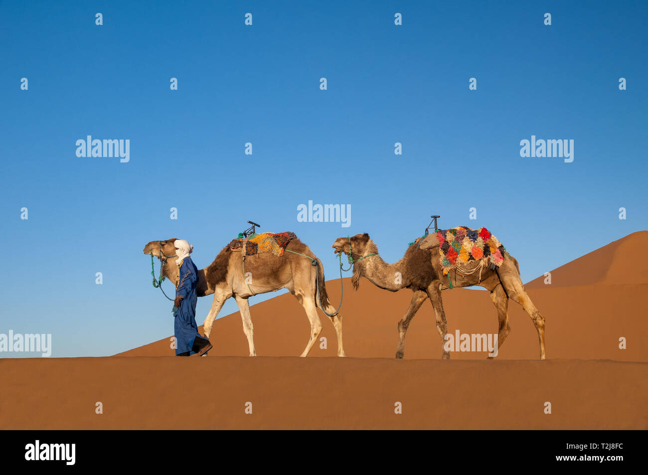 Dromedario caravana en el desierto del Sahara Foto de stock