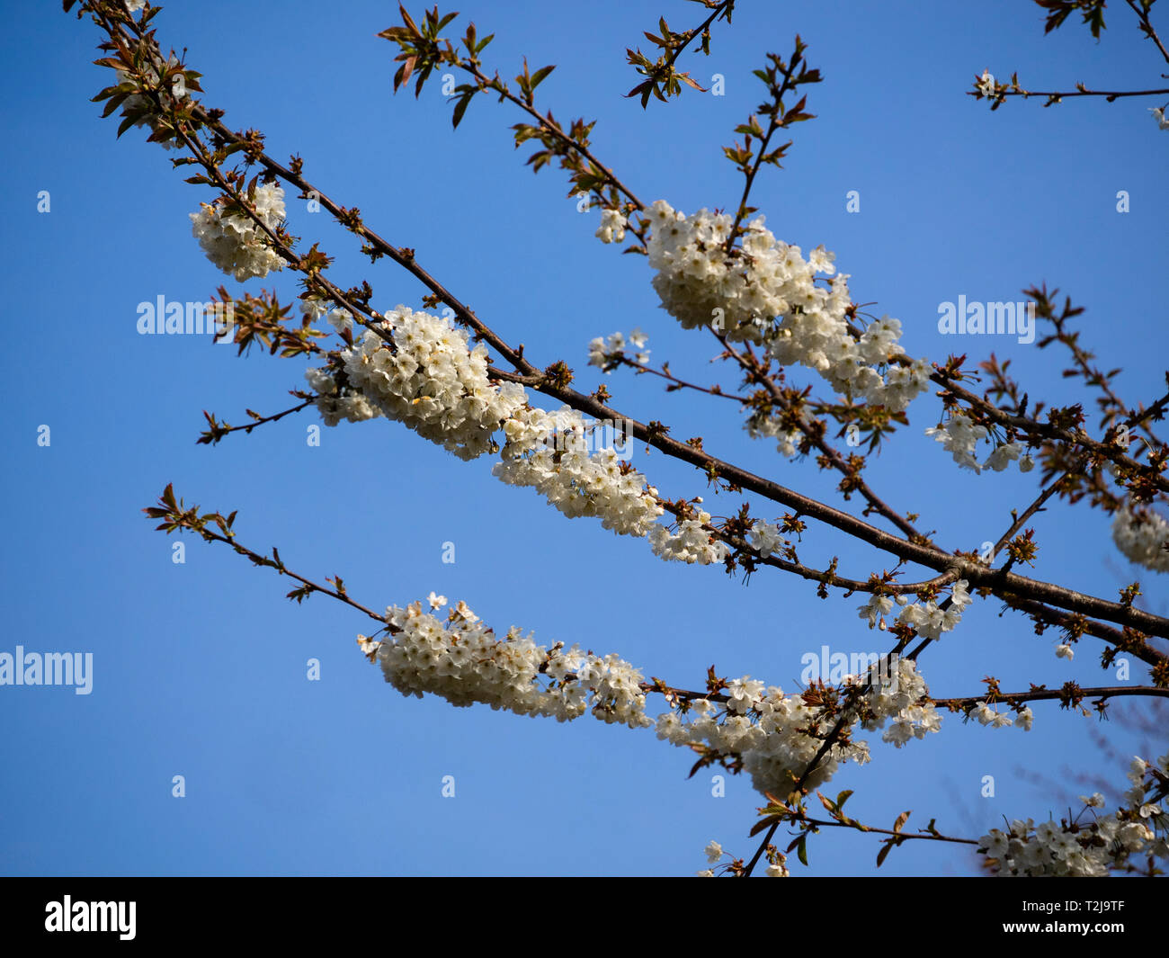 Densos racimos de flores blancas de los cerezos silvestres, Prunus avium, a principios de la primavera flor Foto de stock