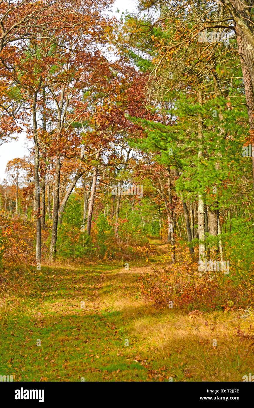 Colores de otoño en una pista forestal en Black River State Forest en Wisconsin Foto de stock