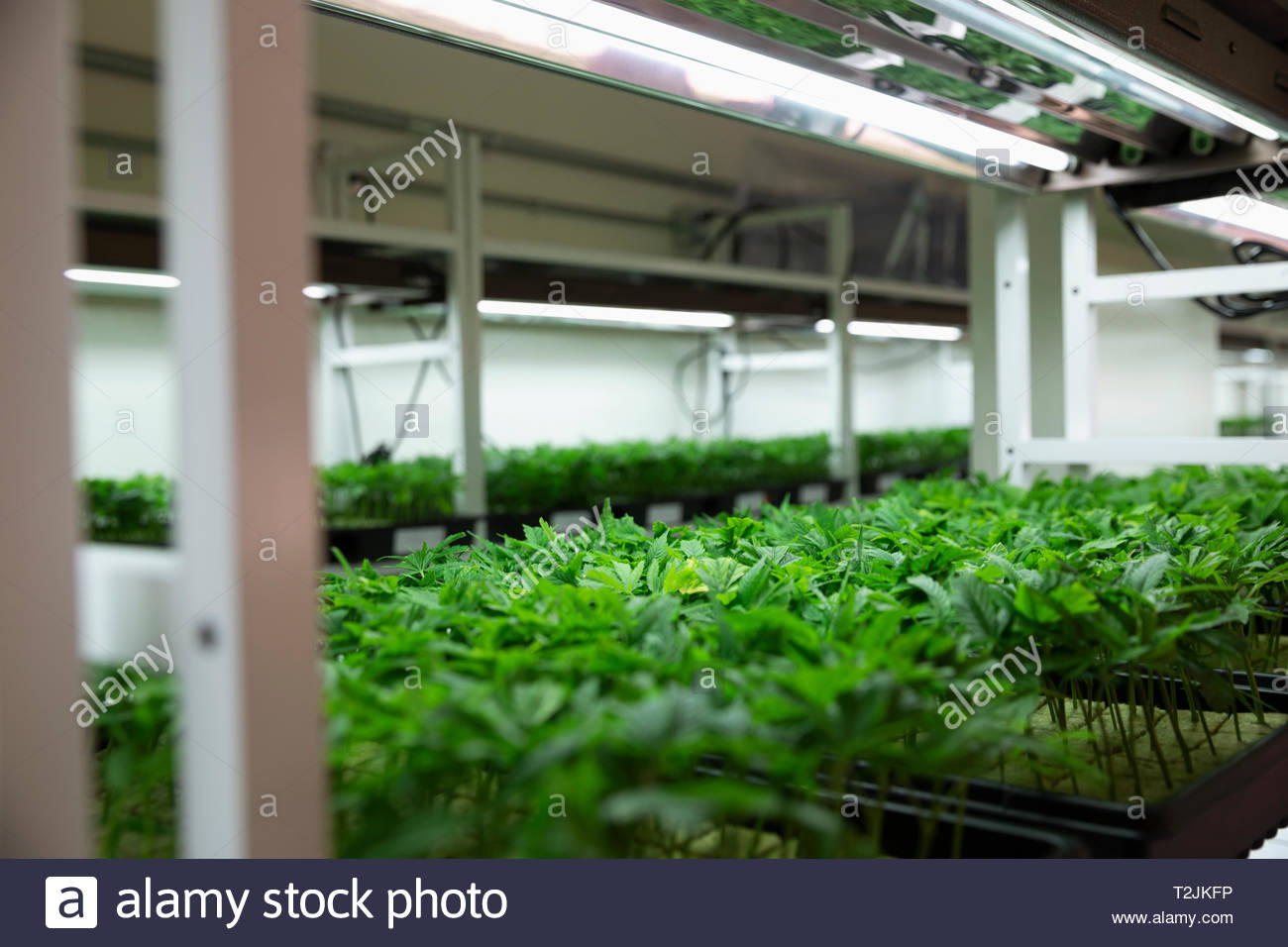 Las plántulas de cannabis en incubación Foto de stock