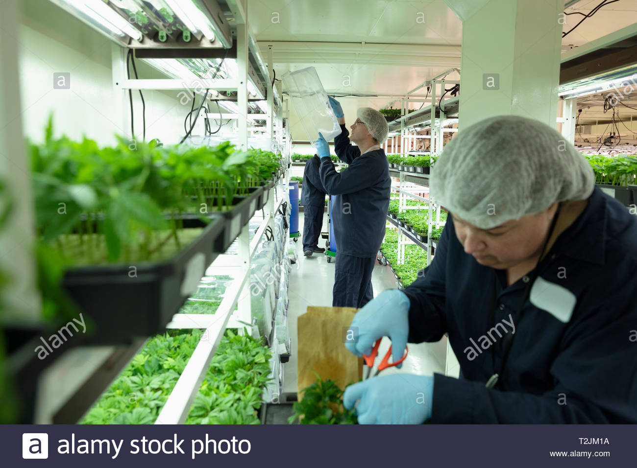 Inspección de los cultivadores de cannabis y recorte de plántulas en incubación Foto de stock