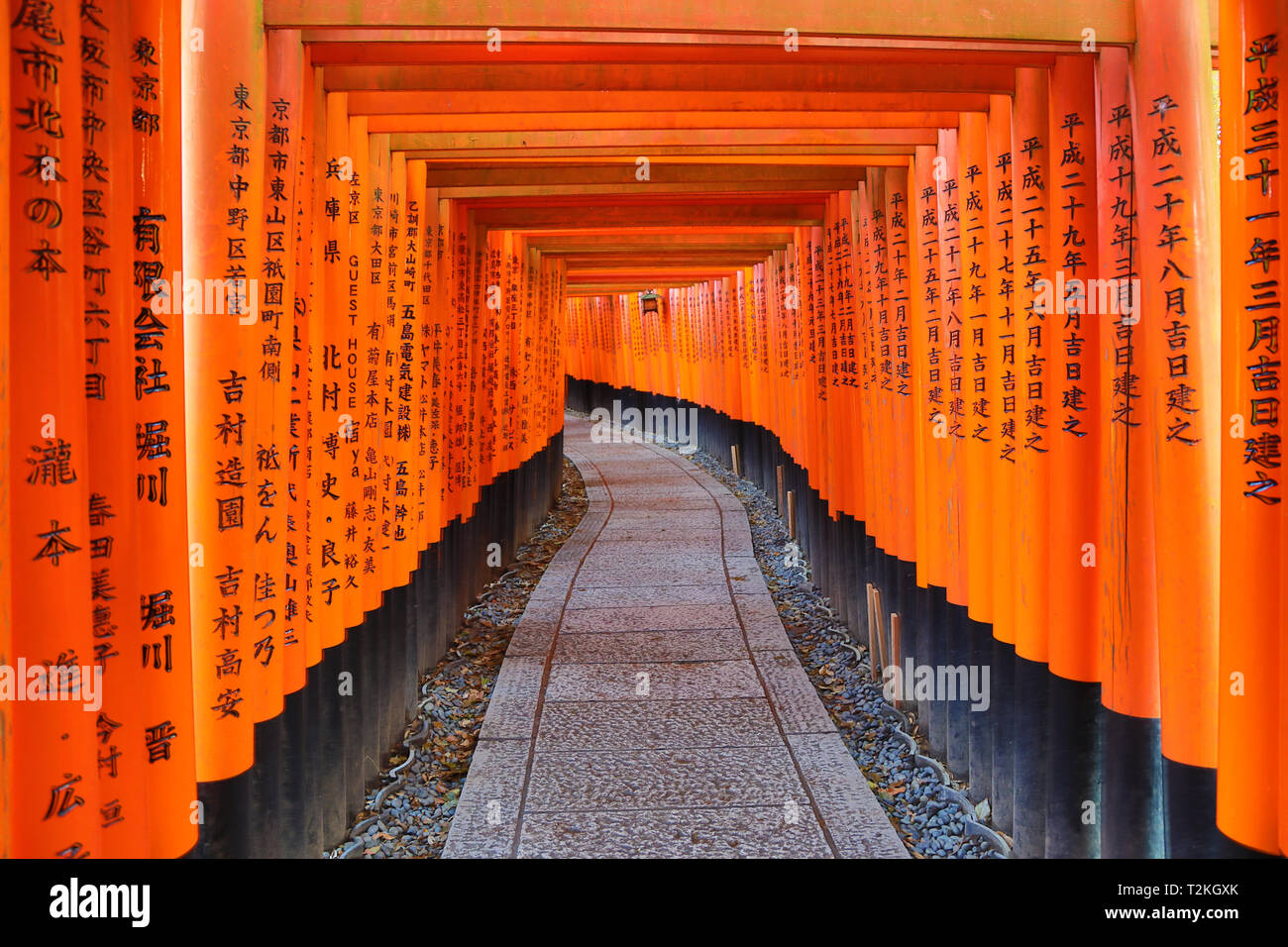 Túnel de Torii Senbon naranja gates en Fushimi Inari santuario sintoísta en Kioto, Japón Foto de stock
