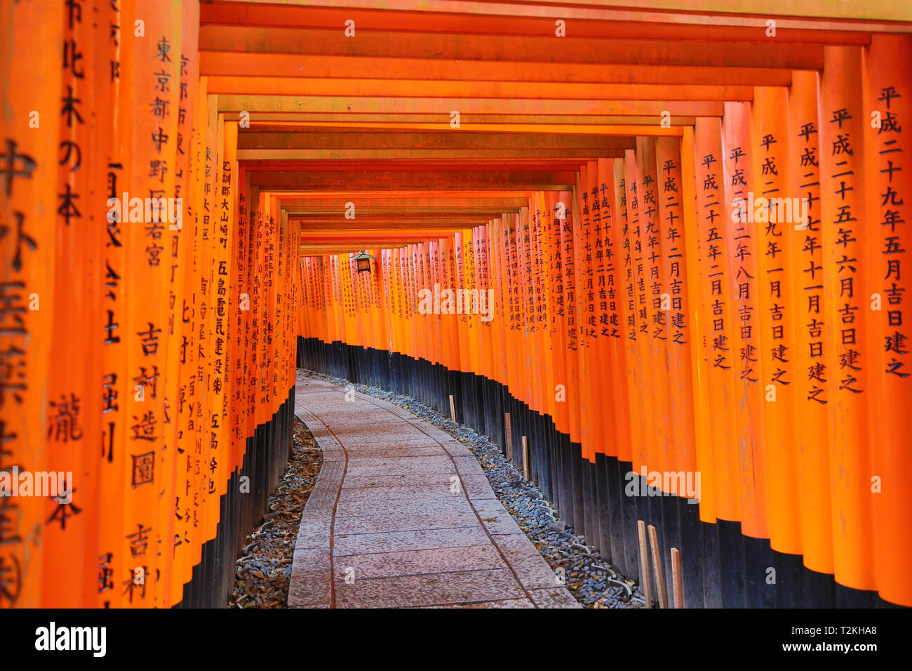 Túnel de Torii Senbon naranja gates en Fushimi Inari santuario sintoísta en Kioto, Japón Foto de stock