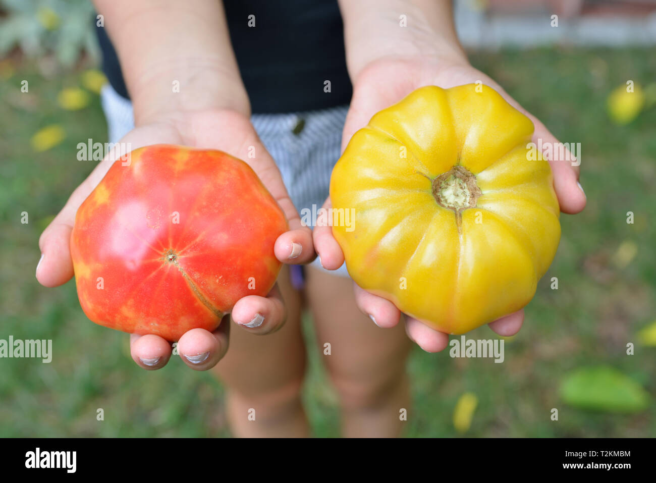 Una chica sujetando dos tomates heredados. Rojo, Amarillo, orgánico, fresco verano producen Foto de stock