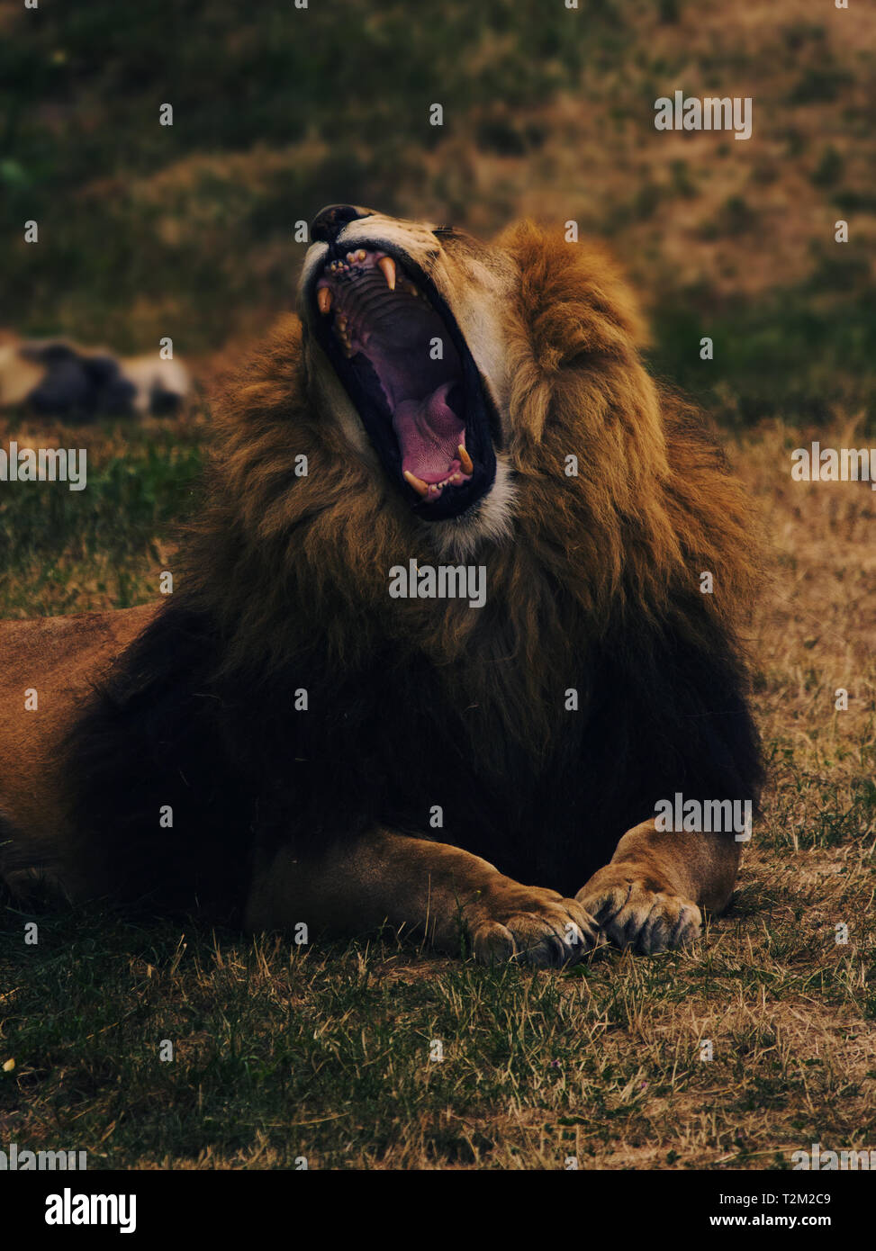 Los leones en Yorkshire Wildlife Park Foto de stock