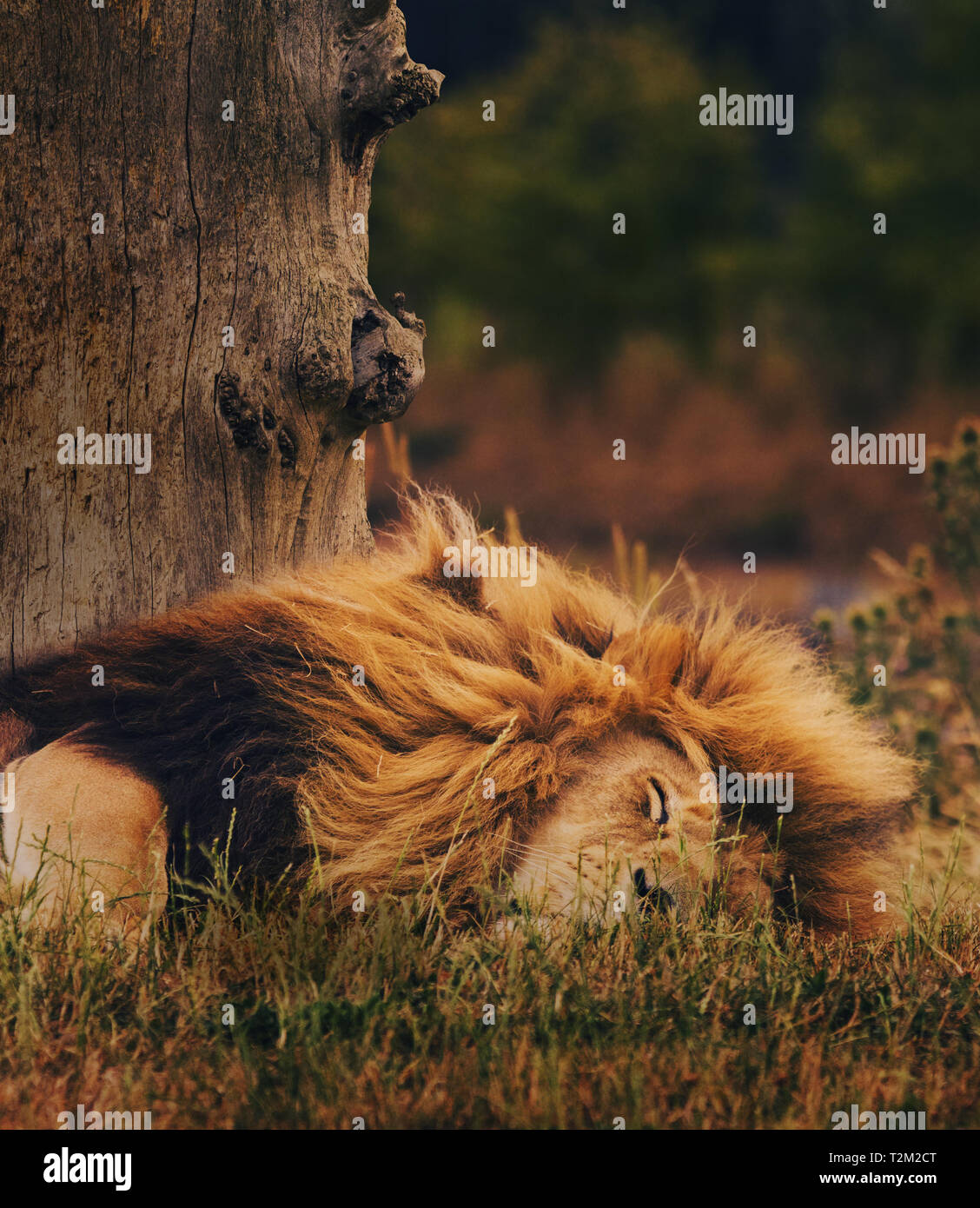 Los leones en Yorkshire Wildlife Park Foto de stock