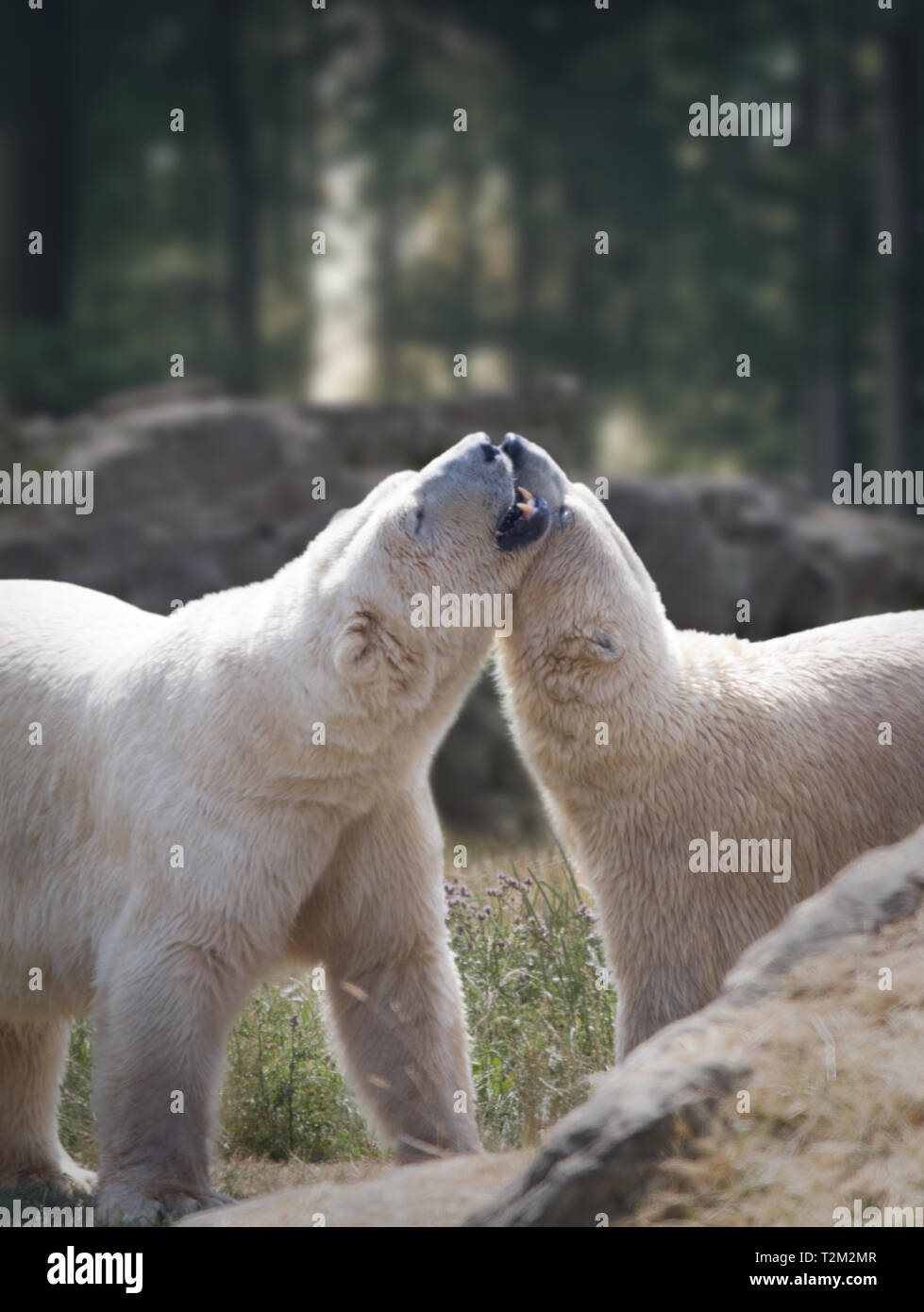 Los osos polares en Yorkshire Wildlife Park Foto de stock