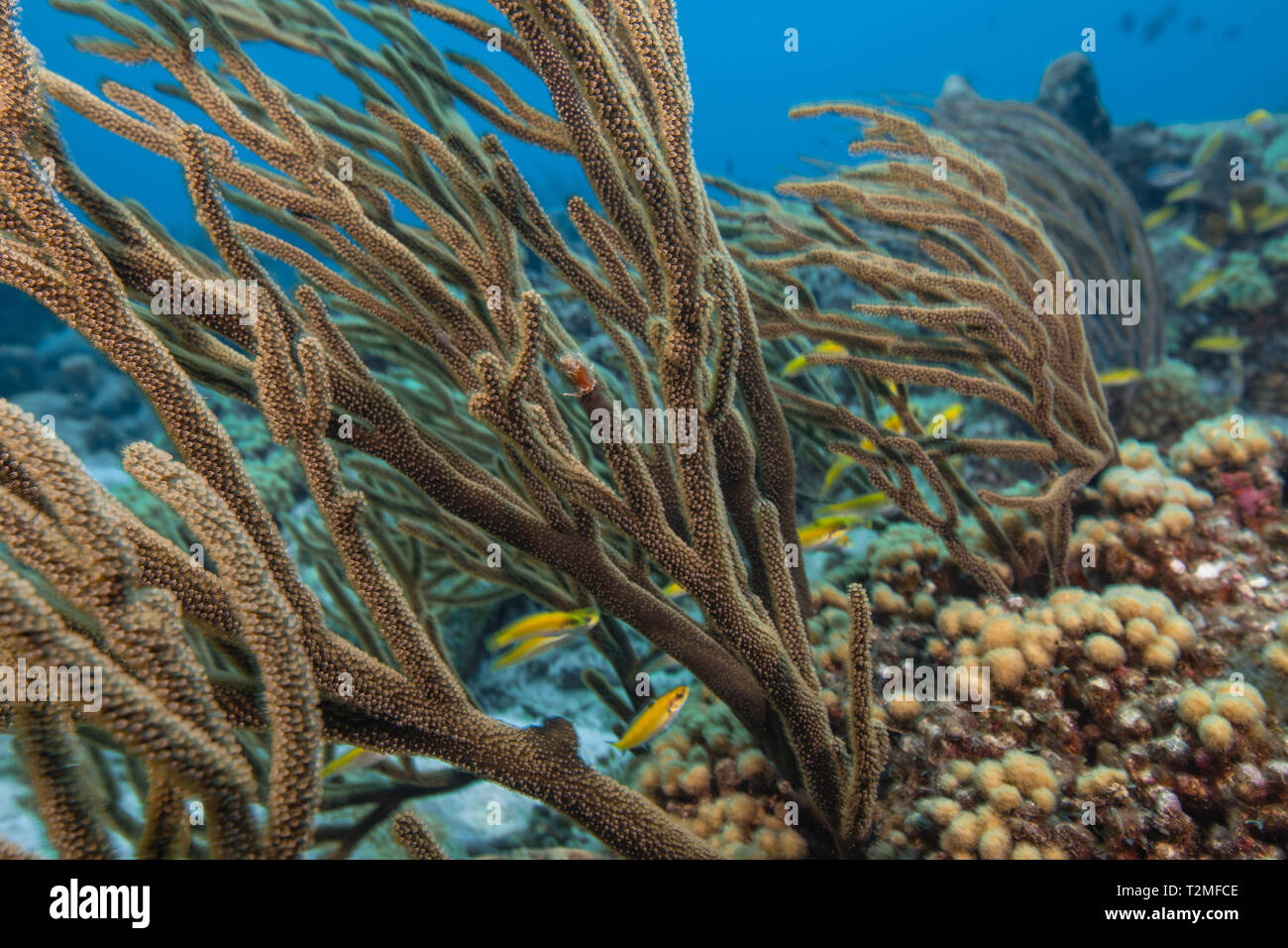 Seascape de coral blando, Curacao Foto de stock