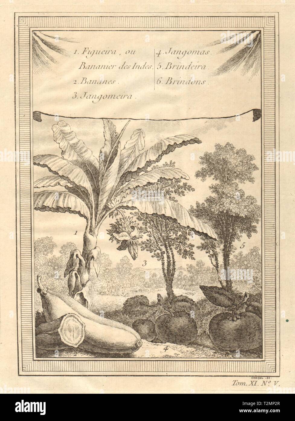 Frutas tropicales. Banana café indio Jangomas plum Kokum Bhirand/Brinda 1753 Foto de stock