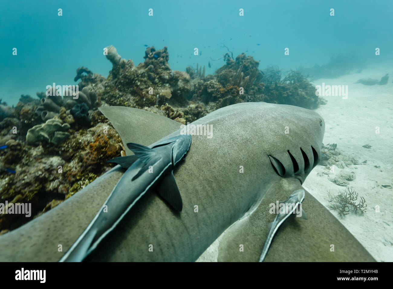 Remora tiburonera fotografías e imágenes de alta resolución Alamy