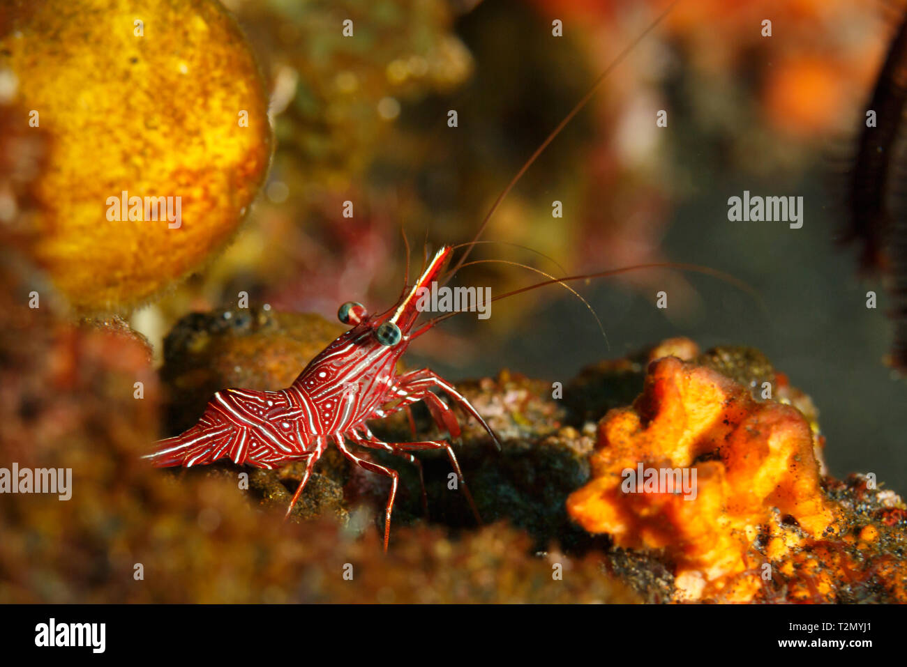 Primer plano de rayas rojas y blancas, camarón Hingebeak Rhynchocinetes durbanensis, caminando en el arrecife de coral Foto de stock