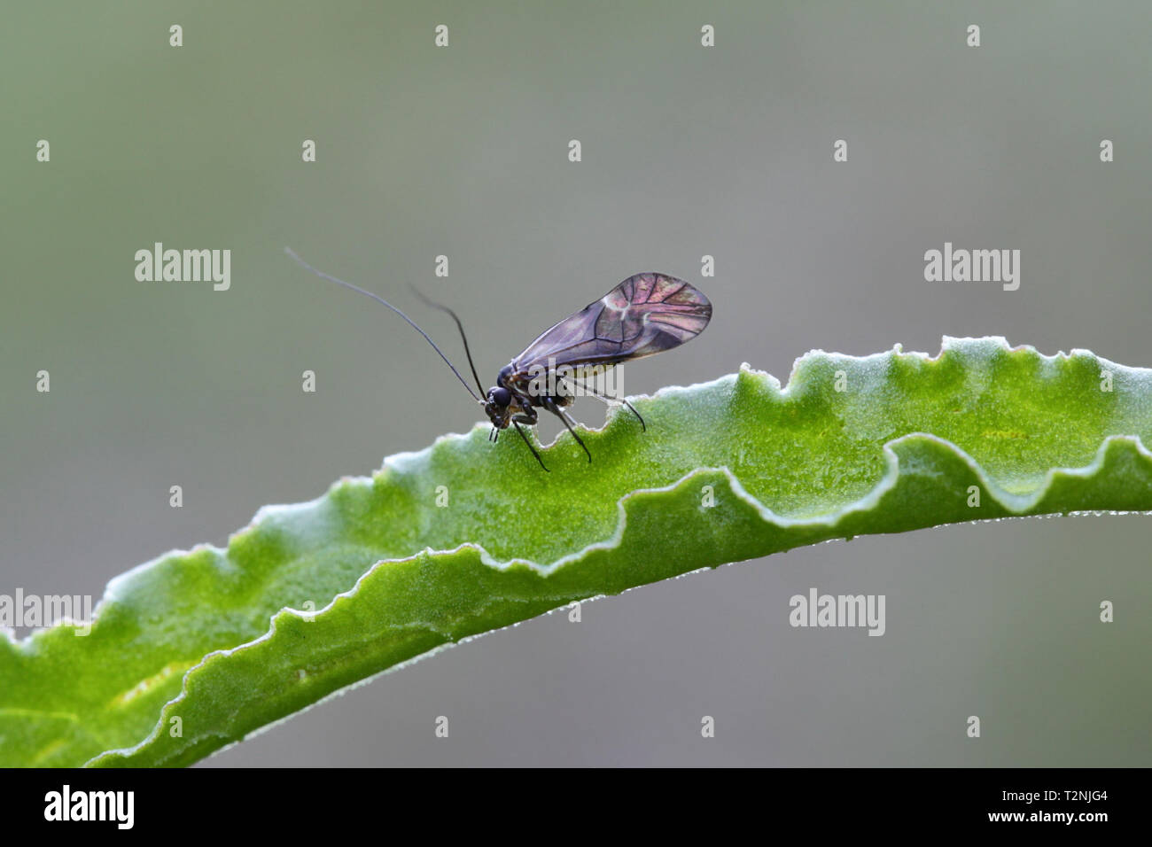 Piojos de libros fotografías e imágenes de alta resolución Alamy
