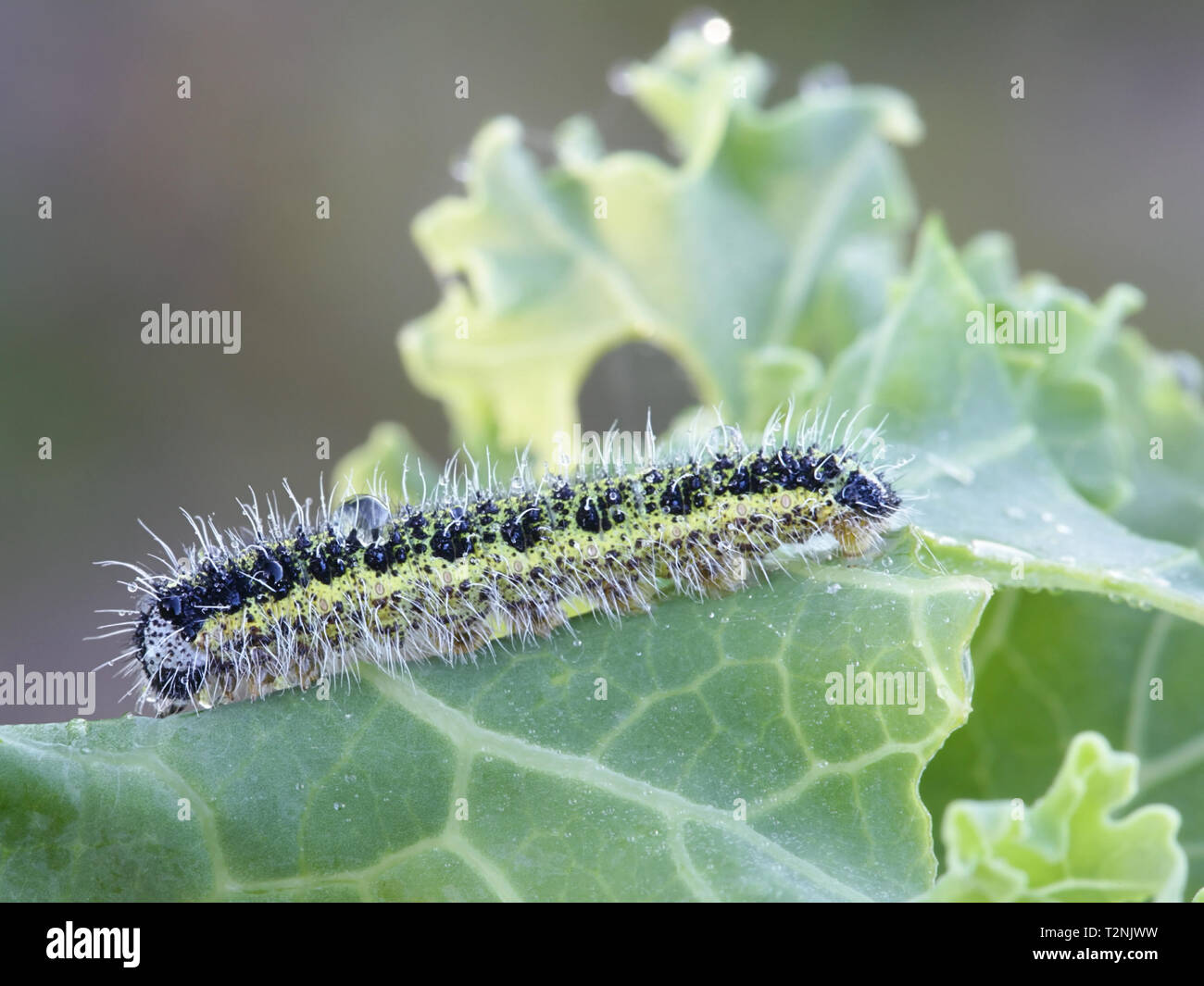 Pieris brassicae, Large White, también llamado mariposa col, repollo blanco y repollo polilla, alimentándose de la col Foto de stock