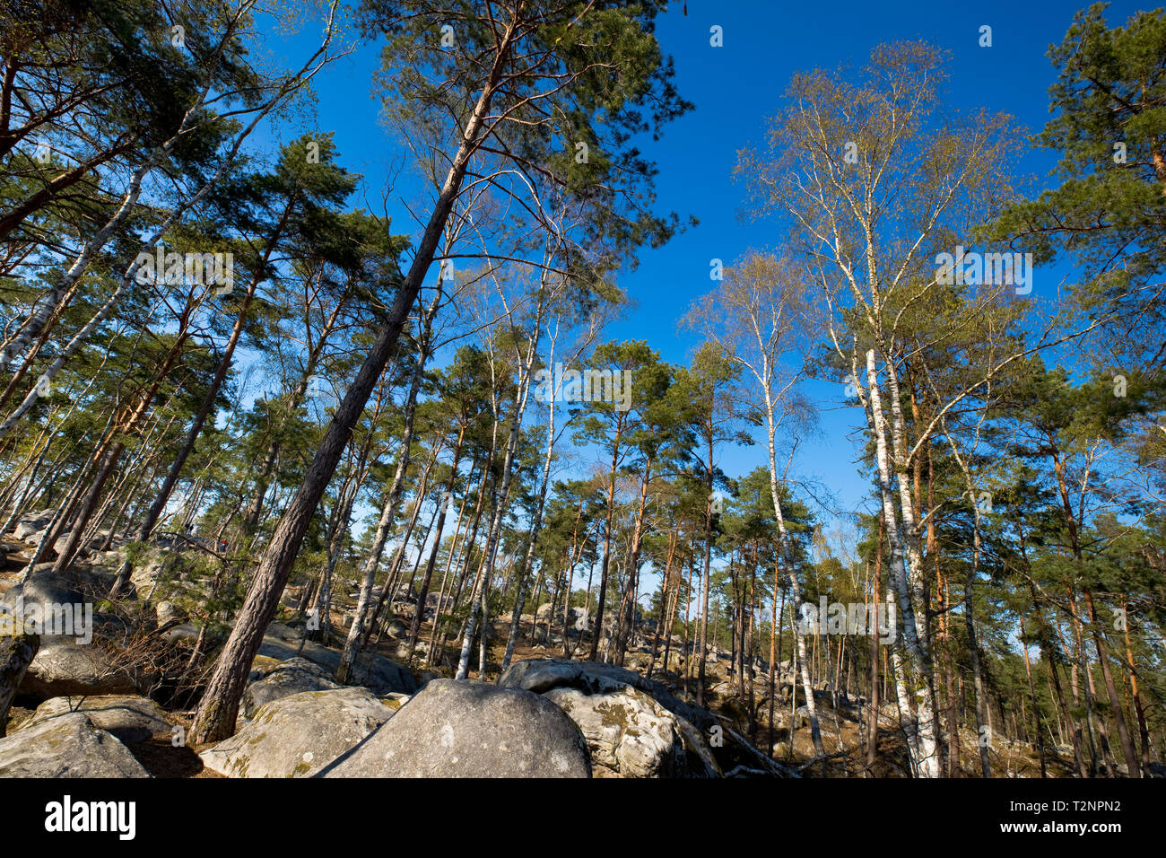 El bosque de Fontainebleau, al sureste de París, Francia, en la primavera Foto de stock