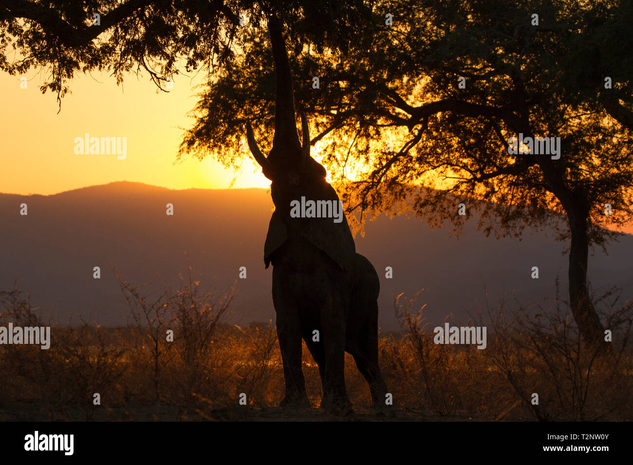 Siluetas alcanzando elefante para alimentar desde el árbol al atardecer, el río Zambezi, el Parque Nacional de Mana Pools, Zimbabwe Foto de stock