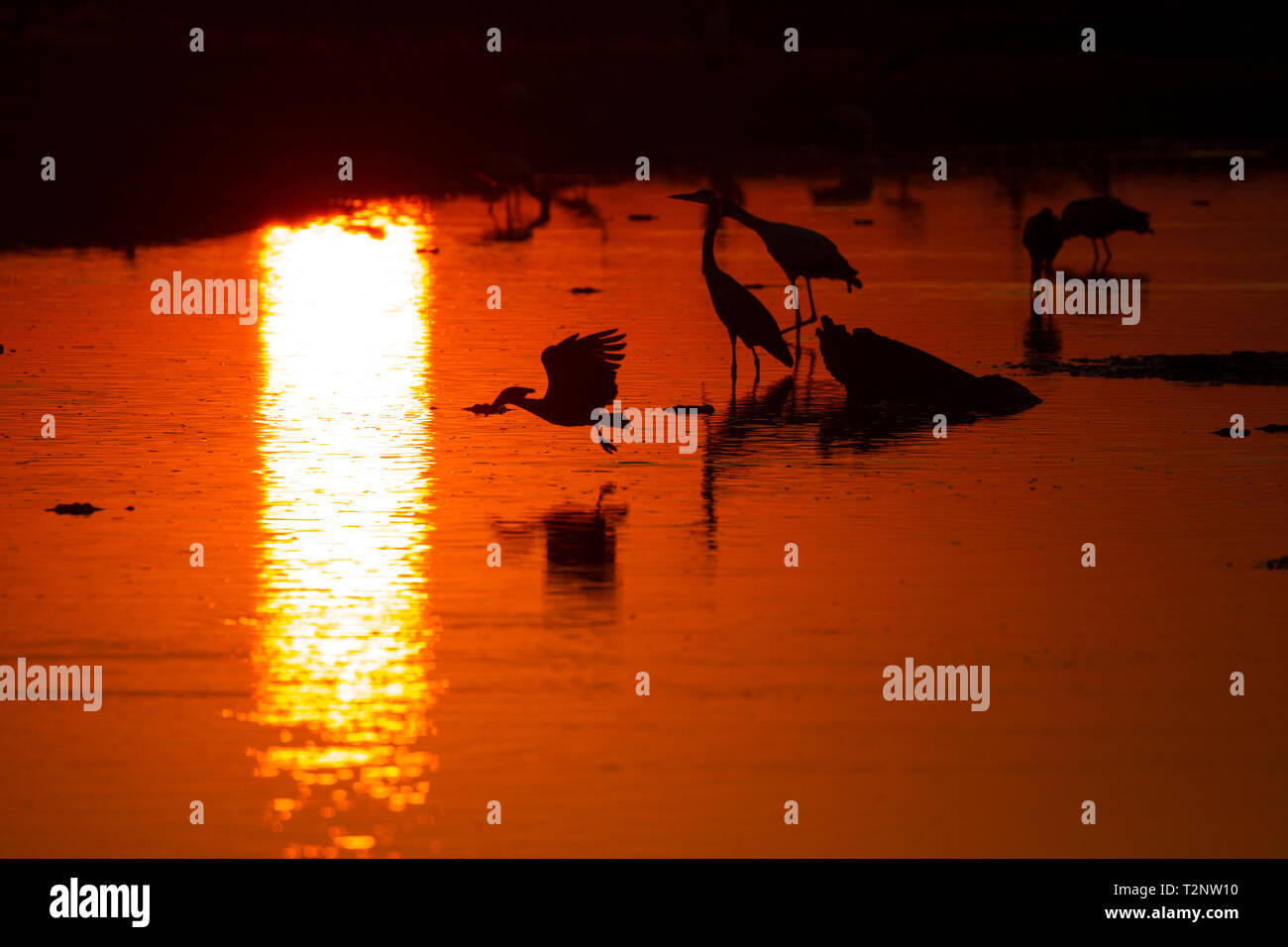 Siluetas Hamerkop (Scopus umbrettaon) sobre el río al amanecer, Mana Pools National Park al amanecer, Zimbabwe Foto de stock