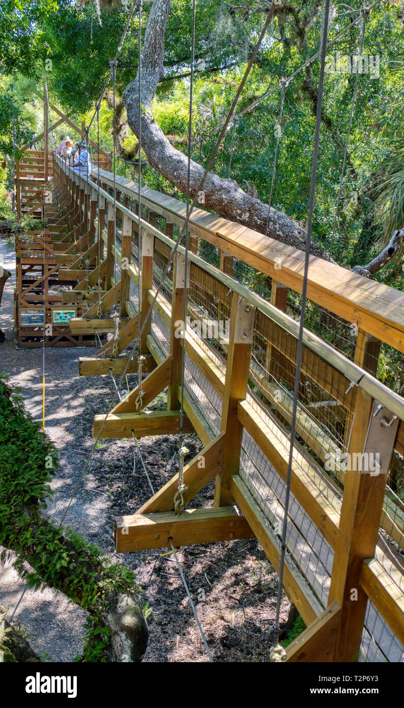 Canopy Walk puente colgante en atracción turística Myakka River State Park en Sarasota Florida, árbol, árboles Foto de stock