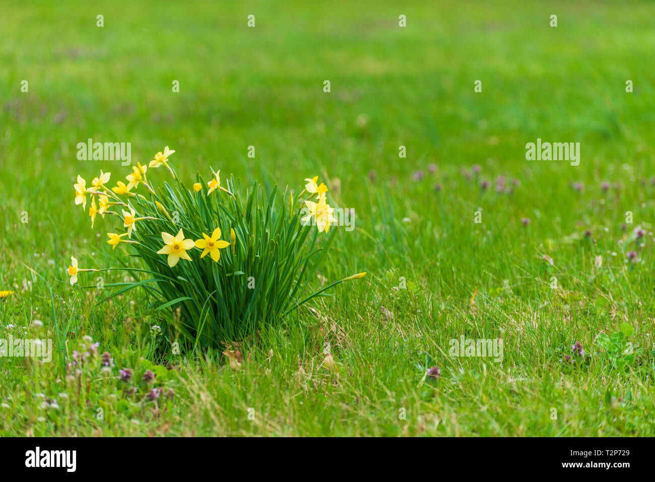 Disparo horizontal de flores de primavera en un verde césped con copia espacio en el lado derecho. Foto de stock