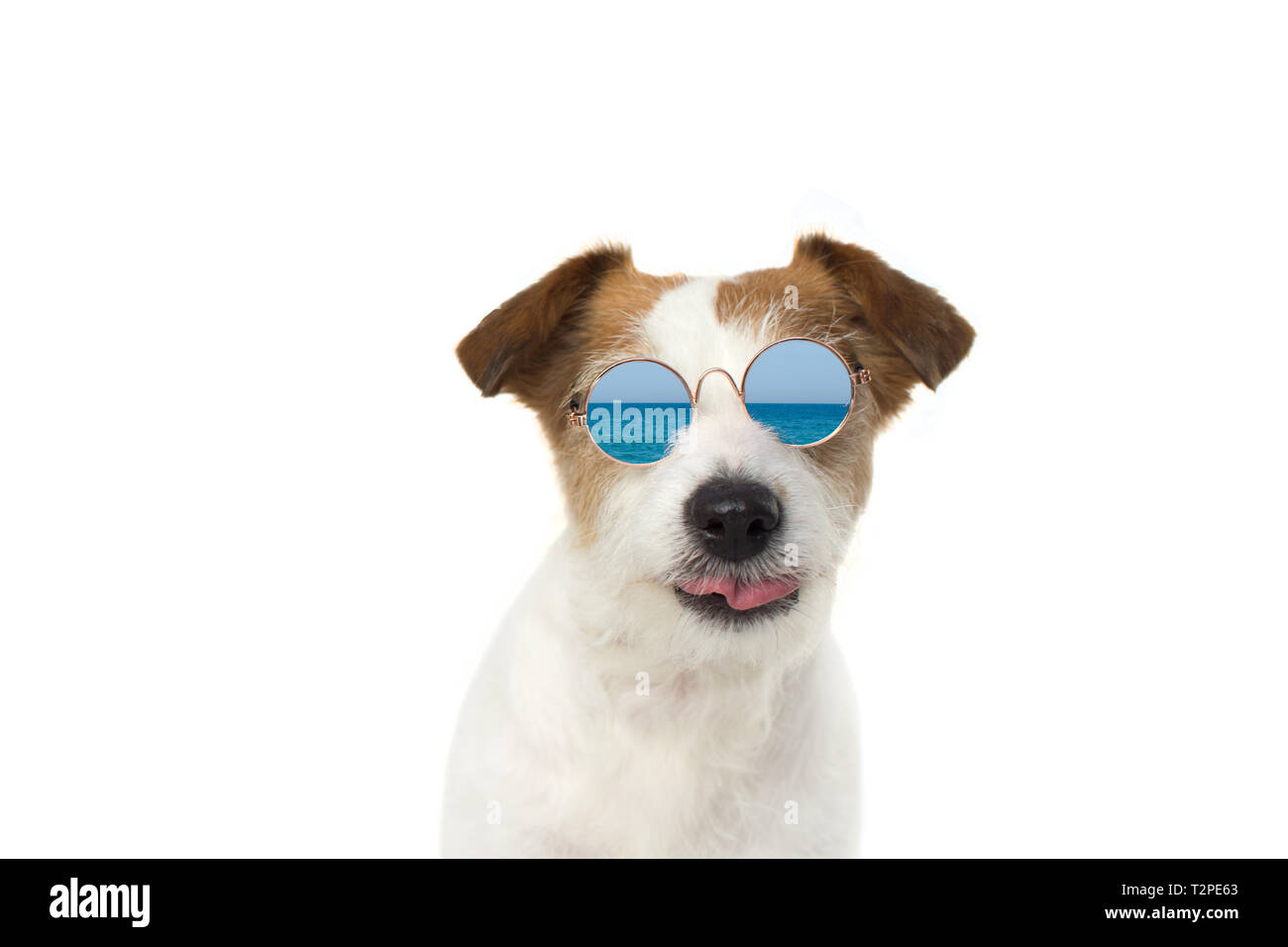 jack russell sunglasses